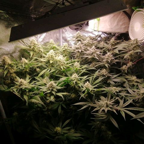 Runtz & Jamaican dream growlog timeline photo