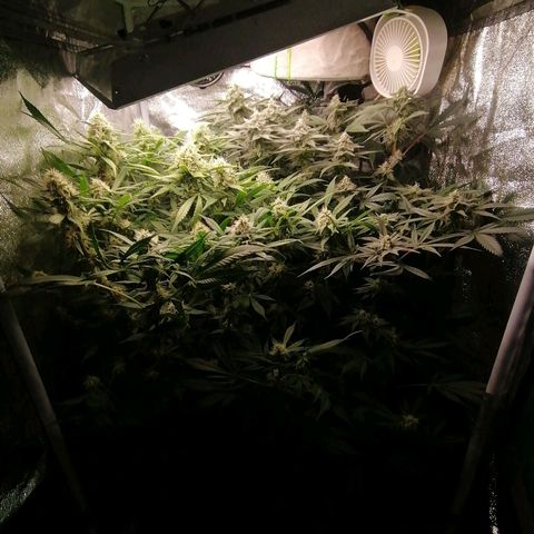 Runtz & Jamaican dream growlog timeline photo