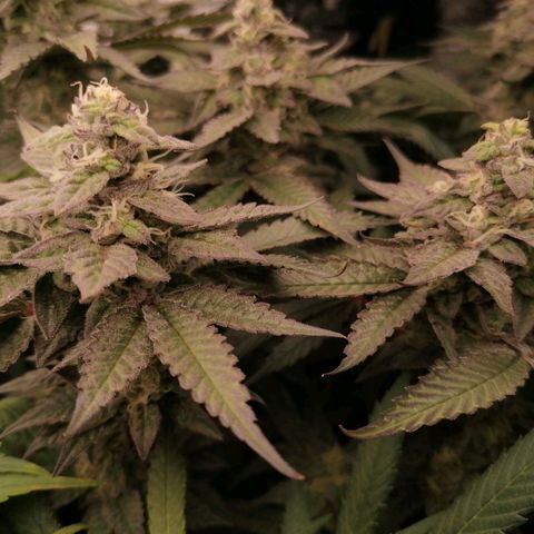 Runtz & Jamaican dream growlog timeline photo