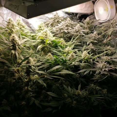 Runtz & Jamaican dream growlog timeline photo