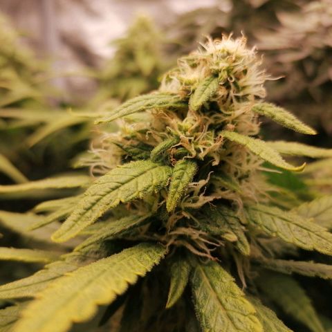 Runtz & Jamaican dream growlog timeline photo
