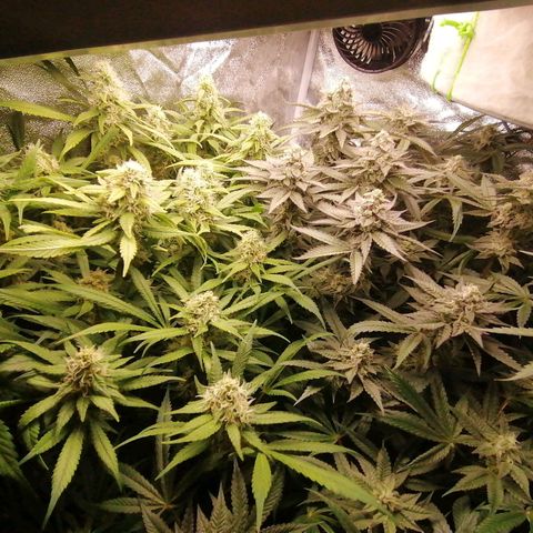 Runtz & Jamaican dream growlog timeline photo