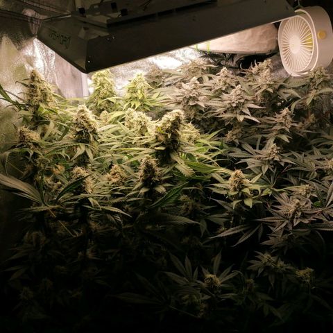 Runtz & Jamaican dream growlog timeline photo