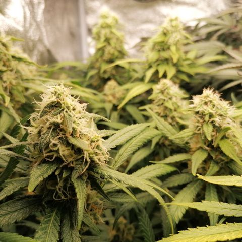 Runtz & Jamaican dream growlog timeline photo