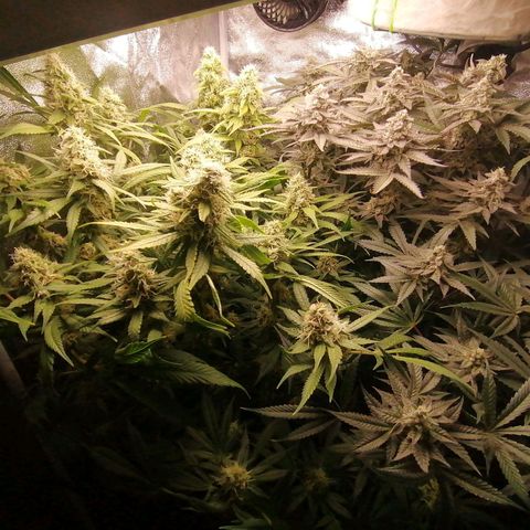 Runtz & Jamaican dream growlog timeline photo