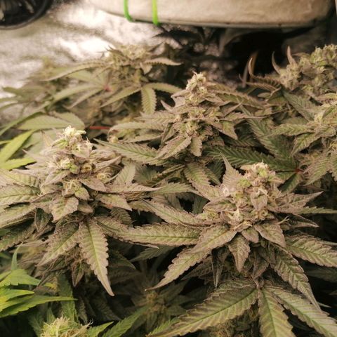 Runtz & Jamaican dream growlog timeline photo