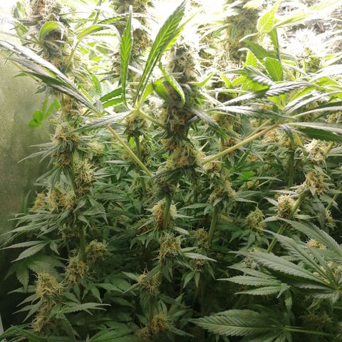 Runtz & Jamaican dream growlog timeline photo