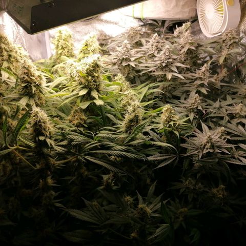 Runtz & Jamaican dream growlog timeline photo
