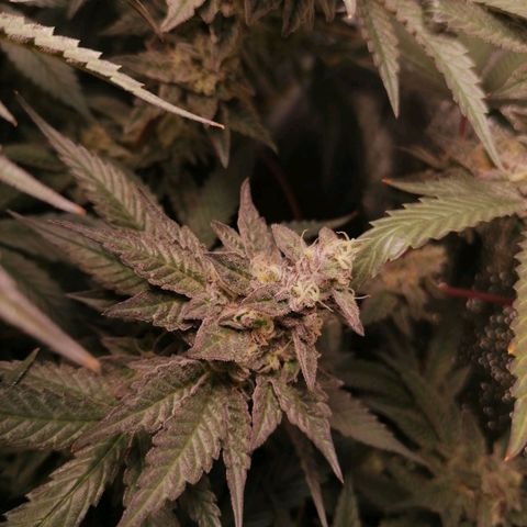 Runtz & Jamaican dream growlog timeline photo