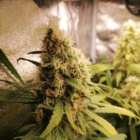 Runtz & Jamaican dream growlog timeline photo