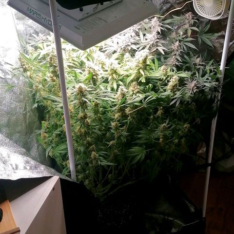 Runtz & Jamaican dream growlog timeline photo