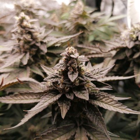 Runtz & Jamaican dream growlog timeline photo