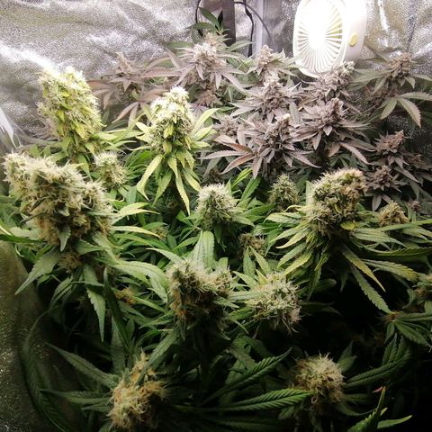 Runtz & Jamaican dream growlog timeline photo