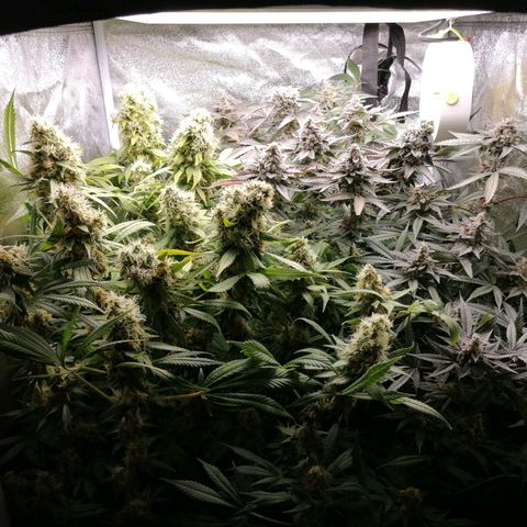 Runtz & Jamaican dream growlog timeline photo