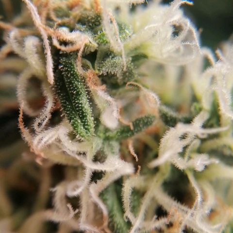 Runtz & Jamaican dream growlog timeline photo