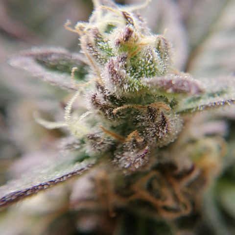 Runtz & Jamaican dream growlog timeline photo