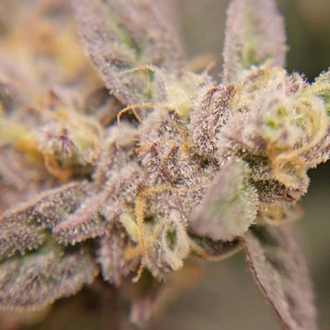 Runtz & Jamaican dream growlog timeline photo