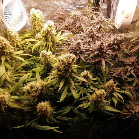 Runtz & Jamaican dream growlog timeline photo