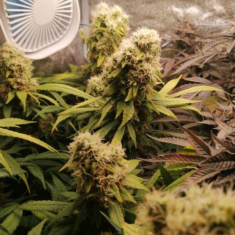 Runtz & Jamaican dream growlog timeline photo