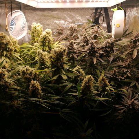 Runtz & Jamaican dream growlog timeline photo