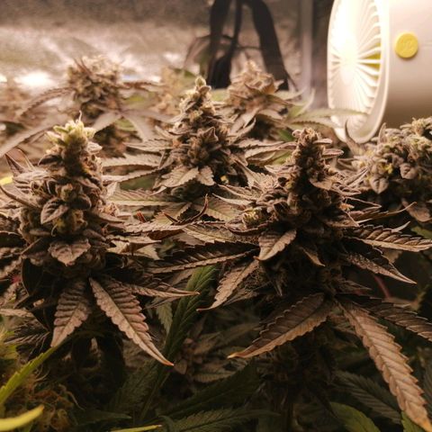 Runtz & Jamaican dream growlog timeline photo