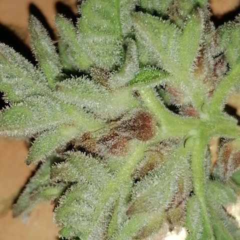 Runtz & Jamaican dream growlog timeline photo