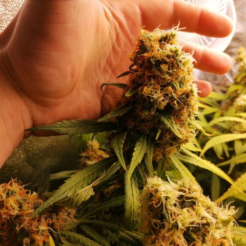 Runtz & Jamaican dream growlog timeline photo