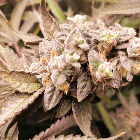 Runtz & Jamaican dream growlog timeline photo