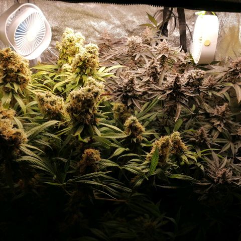 Runtz & Jamaican dream growlog timeline photo