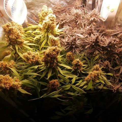 Runtz & Jamaican dream growlog timeline photo