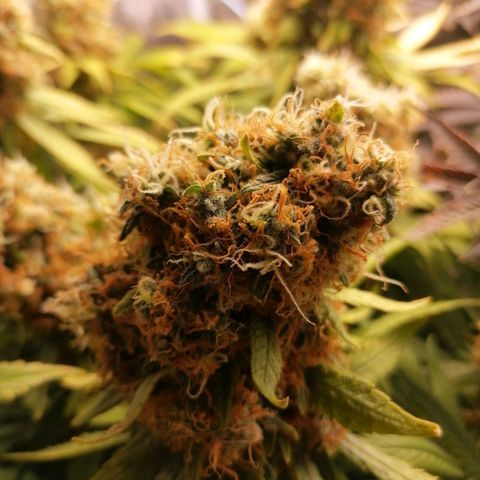 Runtz & Jamaican dream growlog timeline photo