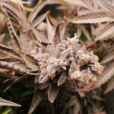 Runtz & Jamaican dream growlog timeline photo