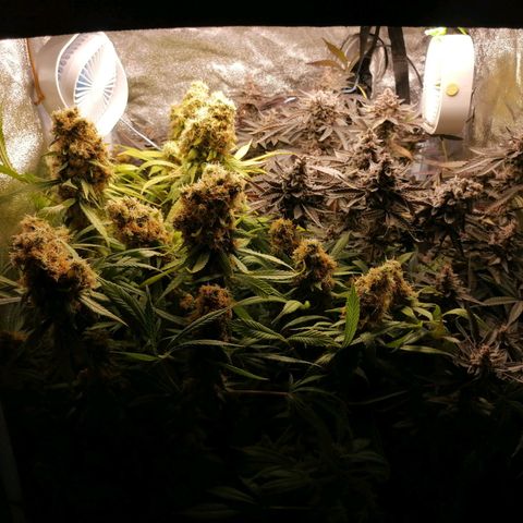 Runtz & Jamaican dream growlog timeline photo