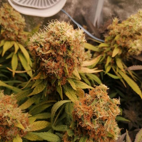 Runtz & Jamaican dream growlog timeline photo