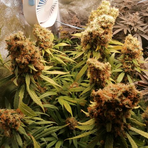 Runtz & Jamaican dream growlog timeline photo