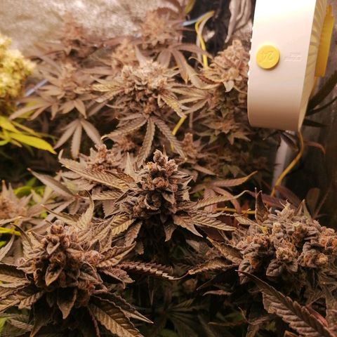 Runtz & Jamaican dream growlog timeline photo