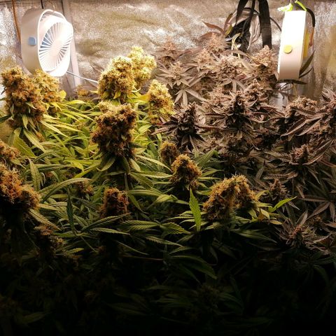 Runtz & Jamaican dream growlog timeline photo
