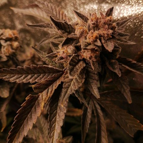 Runtz & Jamaican dream growlog timeline photo