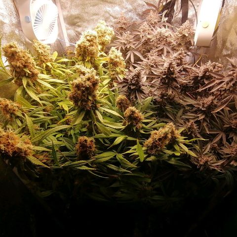 Runtz & Jamaican dream growlog timeline photo