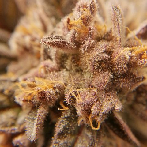 Runtz & Jamaican dream growlog timeline photo