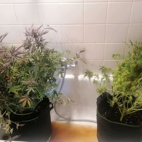 Runtz & Jamaican dream growlog timeline photo