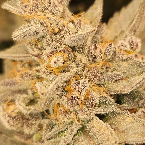 Runtz & Jamaican dream growlog timeline photo