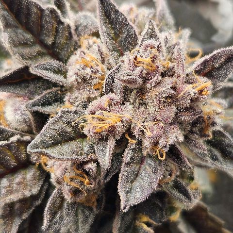 Runtz & Jamaican dream growlog timeline photo