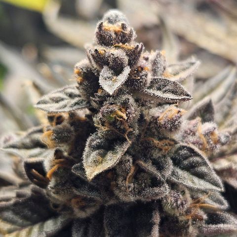 Runtz & Jamaican dream growlog timeline photo