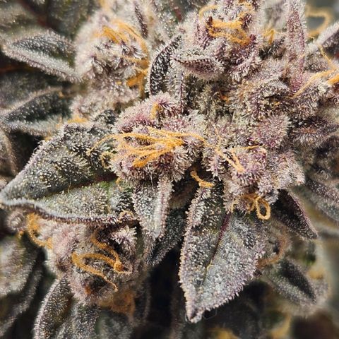 Runtz & Jamaican dream growlog timeline photo