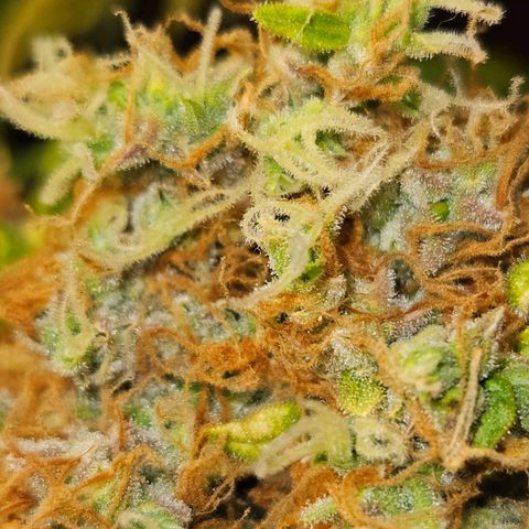 Runtz & Jamaican dream growlog timeline photo