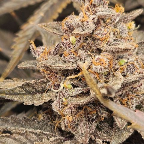 Runtz & Jamaican dream growlog timeline photo