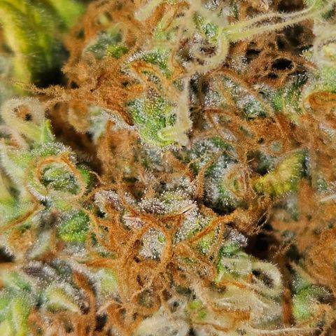Runtz & Jamaican dream growlog timeline photo