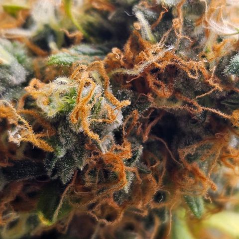 Runtz & Jamaican dream growlog timeline photo