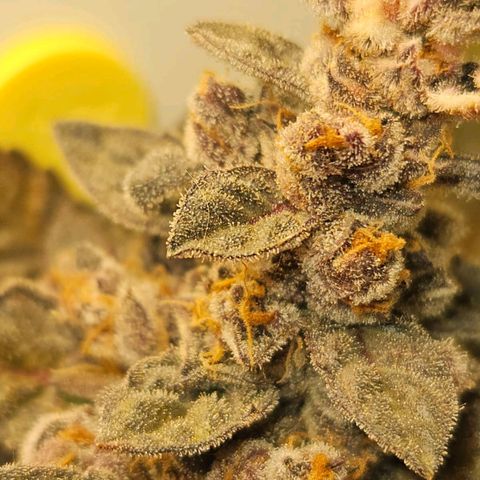 Runtz & Jamaican dream growlog timeline photo